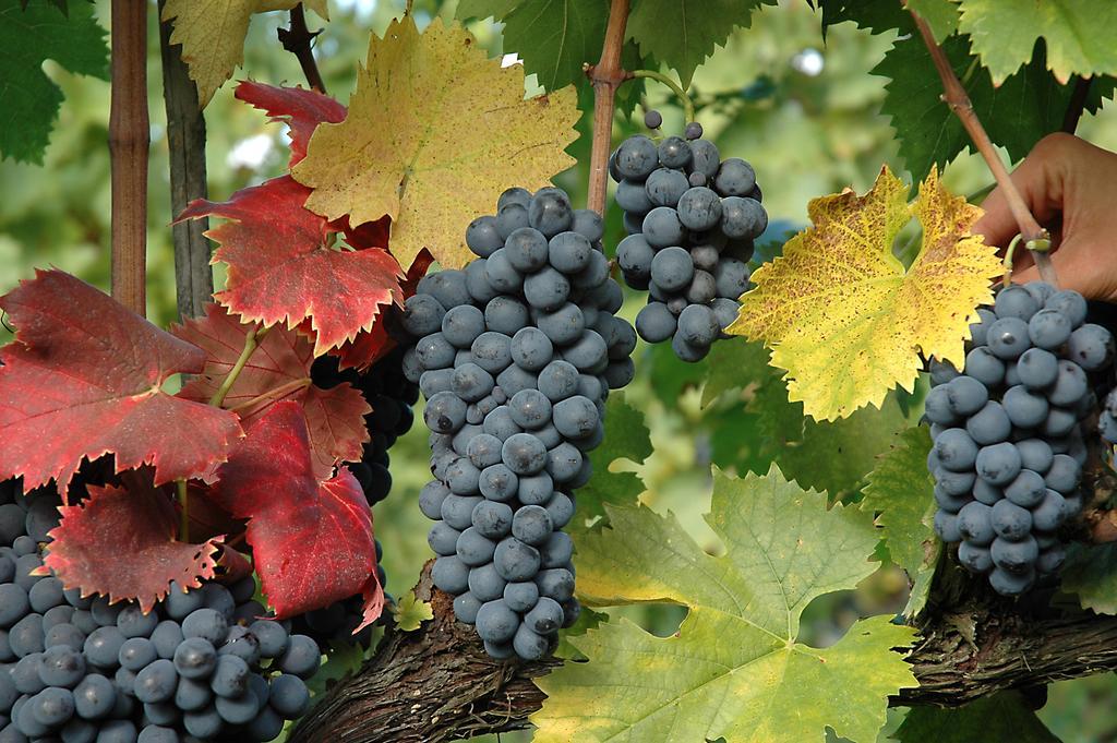 Fattoria Il Lago Dicomano Ngoại thất bức ảnh